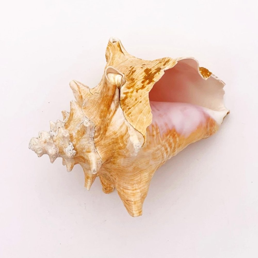 Large VTG Queen Conch Sea Shell w/ sml hole 6.5"x5.5" aquarium beach reef decor
